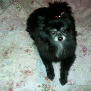 Meet your Posher, Lisa